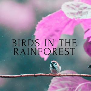 Birds In The Rainforest