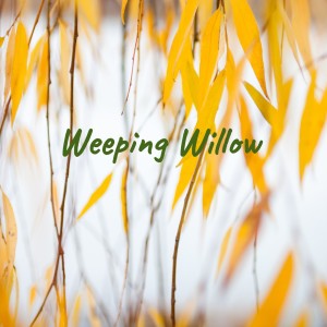 Album Weeping Willow from Various