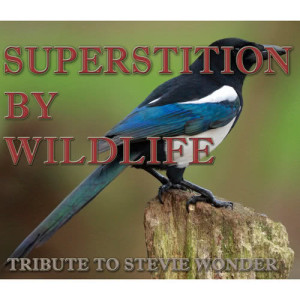 Wildlife的专辑Superstition