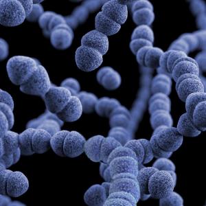 Album Streptococcus from Jon Baylor