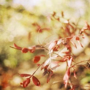 收聽Jackson Pierce的Simple Song (Single Version)歌詞歌曲