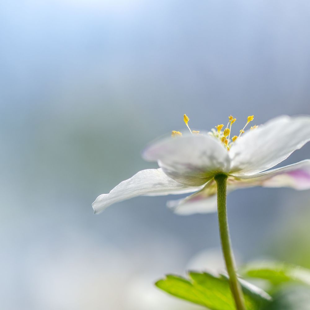 Dew on the Moss