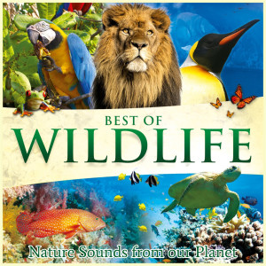 อัลบัม Best of Wildlife - Nature Sounds from Our Planet ศิลปิน Global Journey