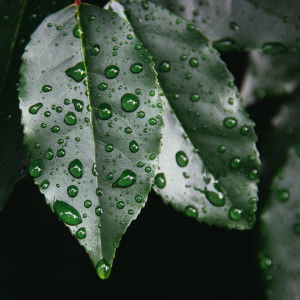 ดาวน์โหลดและฟังเพลง Leaf พร้อมเนื้อเพลงจาก 16 Pads