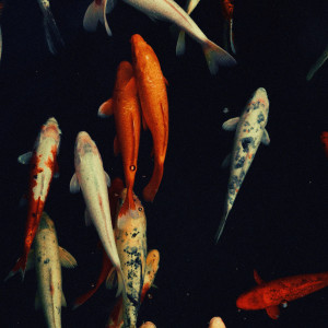 ดาวน์โหลดและฟังเพลง Koi Pond พร้อมเนื้อเพลงจาก MyceliumBug