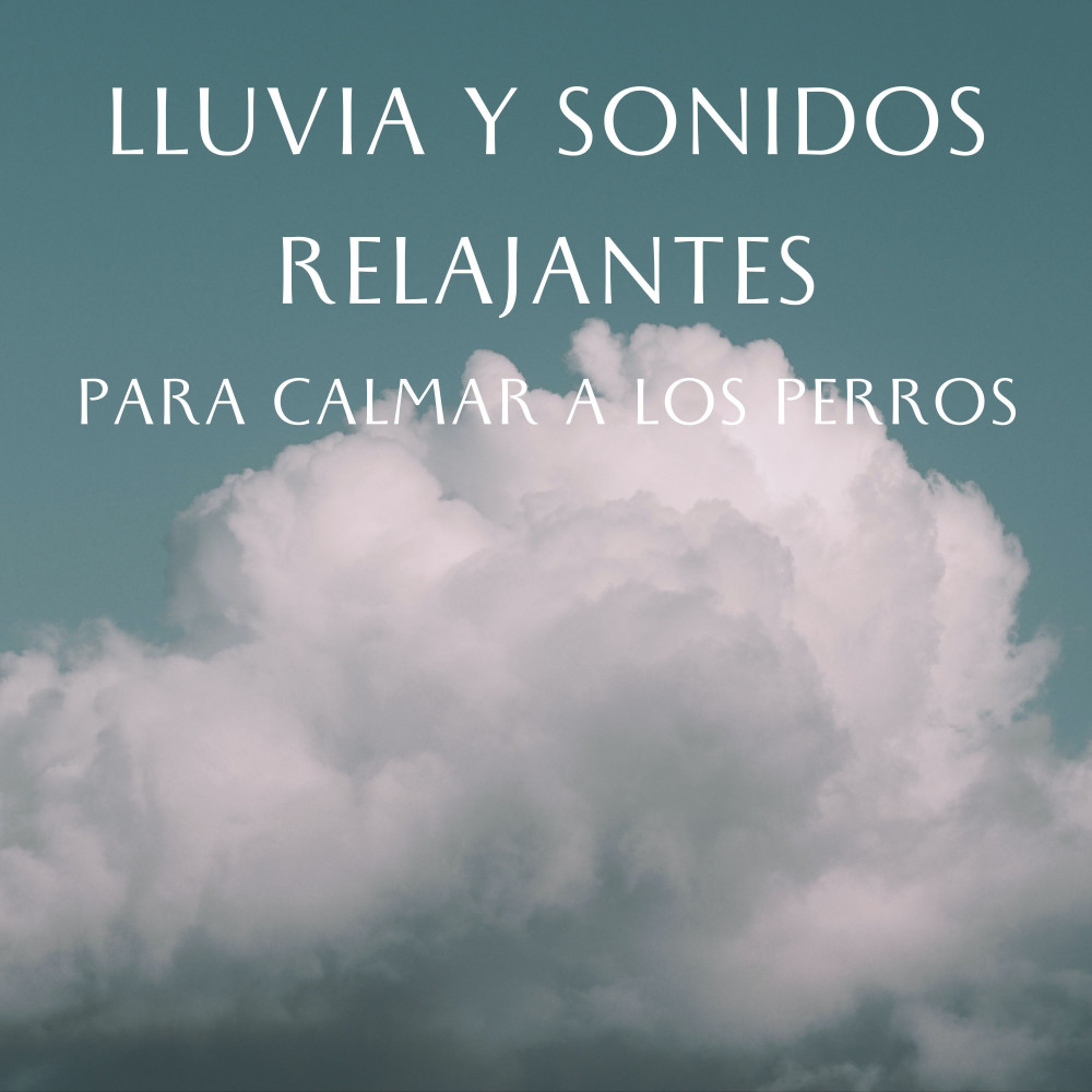 Sonidos Relajantes De Gotas De Lluvia