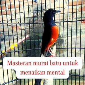 Listen to Masteran Murai Untuk Menaikan Mental (Live) song with lyrics from iqbal sayudi