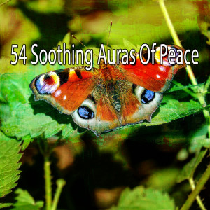 Listen to Gift of Buddhism song with lyrics from Forest Sounds
