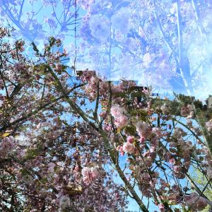 ดาวน์โหลดและฟังเพลง Rosilla Place พร้อมเนื้อเพลงจาก Anna Lily