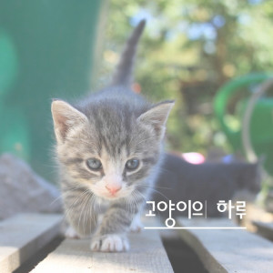 Listen to 잘자라 우리 야옹이들 song with lyrics from 고양이의 하루