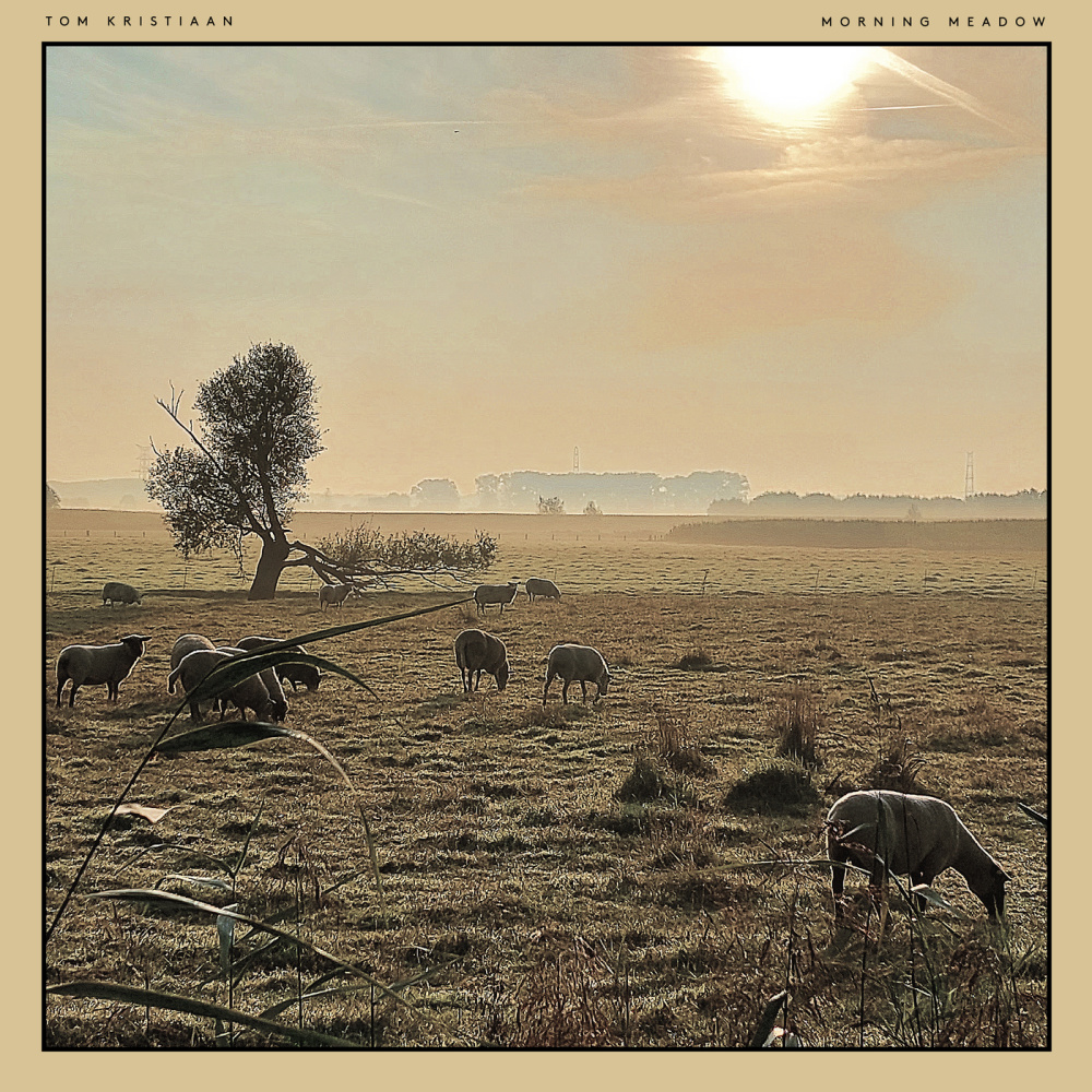 Morning Meadow