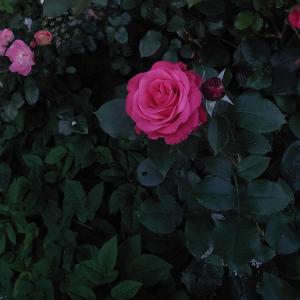 收聽zweitausend的Whisper (feat. Maarian)歌詞歌曲