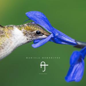 Mariola Membrives的專輯Ajuares Primavera