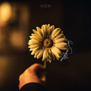 Album DAY&NIGHT (feat. SOUTH BLUE) from Shinnosuke