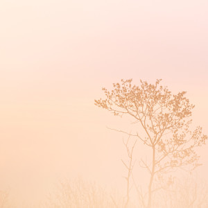 Listen to Rabbit Sleeping song with lyrics from Spa Music Relaxation