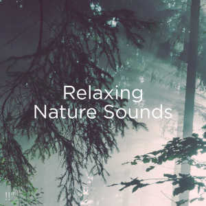 ดาวน์โหลดและฟังเพลง Rain On Tent Sleep พร้อมเนื้อเพลงจาก Nature Sounds