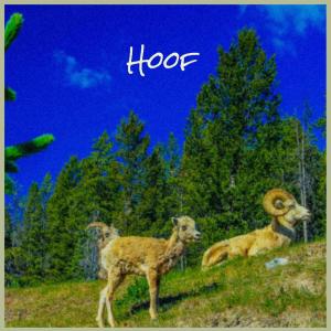 Album Hoof from 