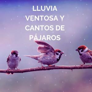 Listen to Lluvia Ventosa Y Cantos De Pájaros song with lyrics from Bosque Tropical