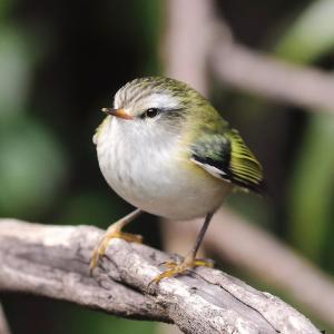 收聽The Big Kipp的Bird (feat. Perubaby) (Explicit)歌詞歌曲