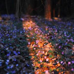 ดาวน์โหลดและฟังเพลง Eternal Bliss พร้อมเนื้อเพลงจาก Hizashi