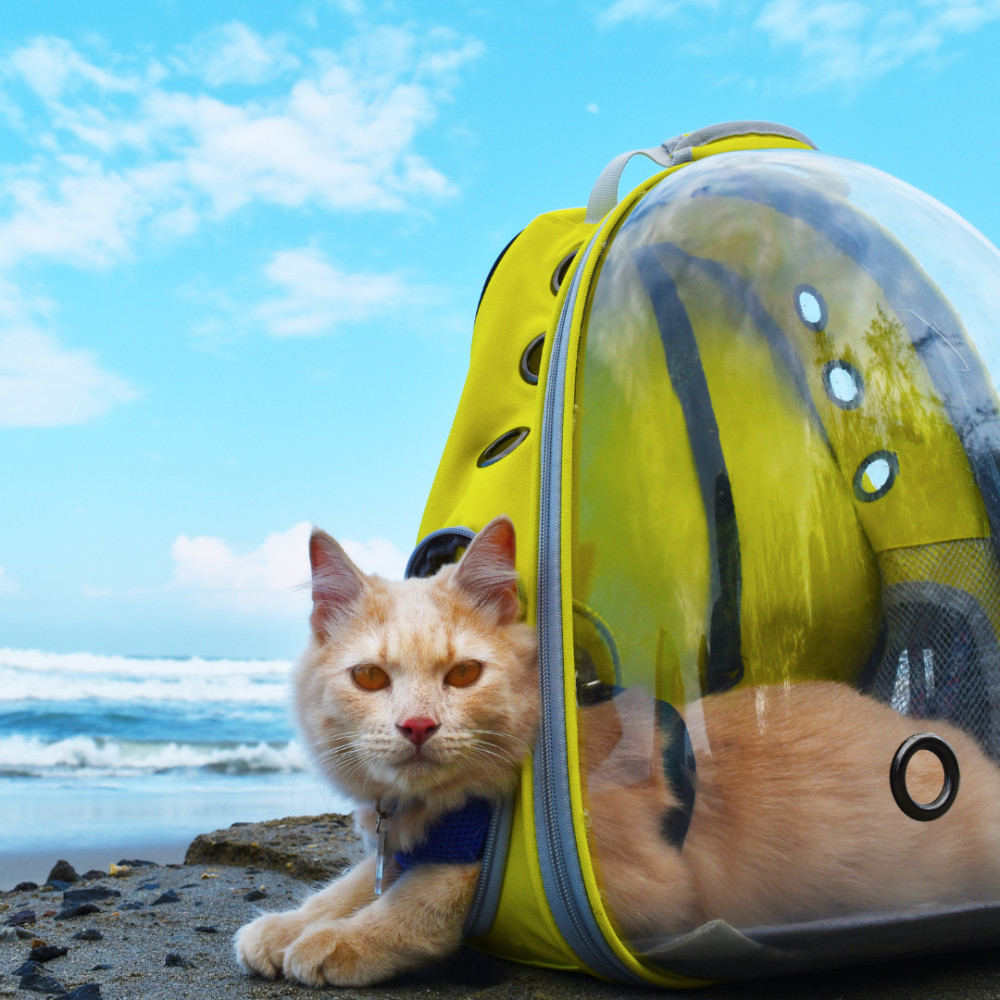 Celestial Cat's Blissful Ocean Retreat