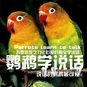 Album 鹦鹉学说话|萌宠必备|鹦鹉学习必备|准备学说话的鸟类必备 from 盒子有话