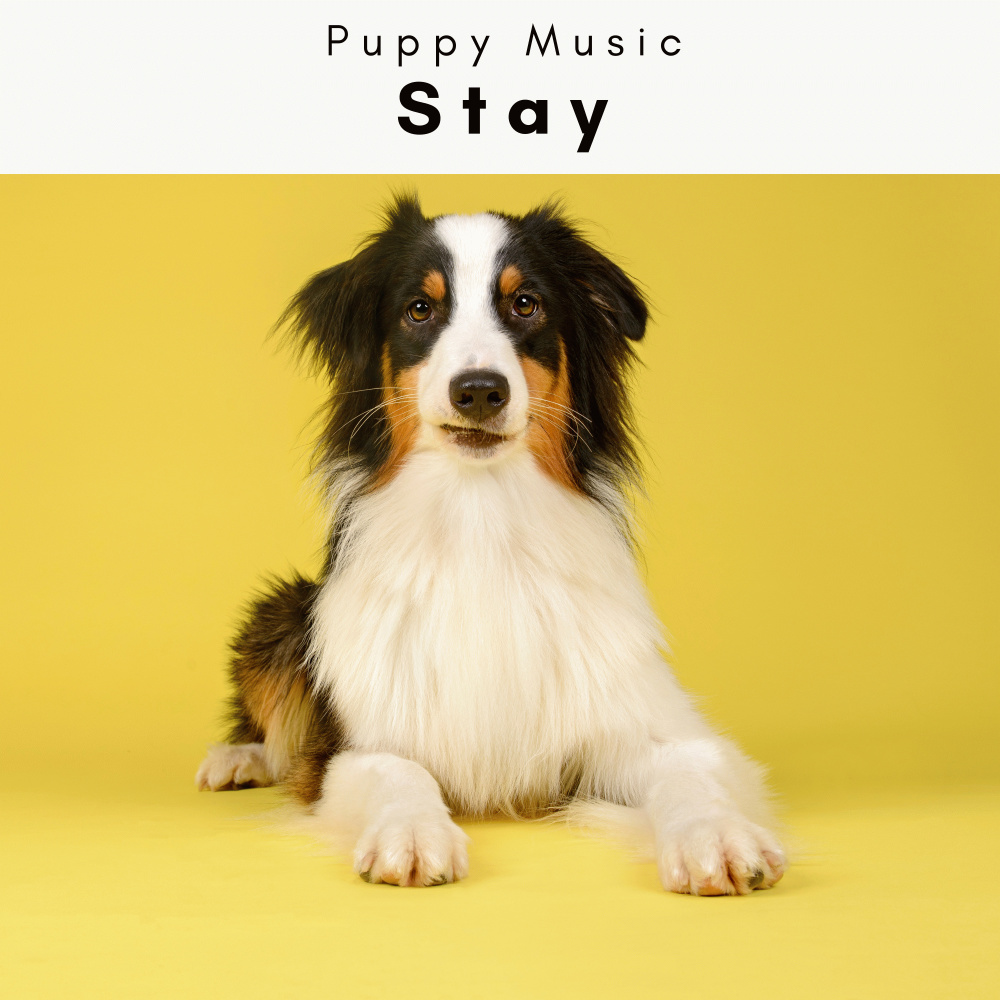 Relaxing Ambience for Devoted Pup