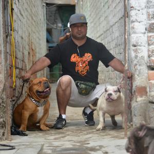 Alex Under La Conexzion的專輯PASION AMERICAN BULLY