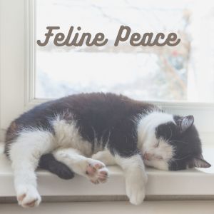 Feline Peace dari Music For Cats Peace