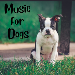 Music For Dogs的專輯Music For Dogs