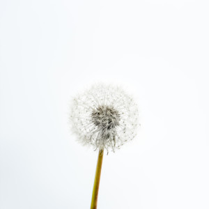 ดาวน์โหลดและฟังเพลง Song From Secret Garden พร้อมเนื้อเพลงจาก Study Music & Sounds