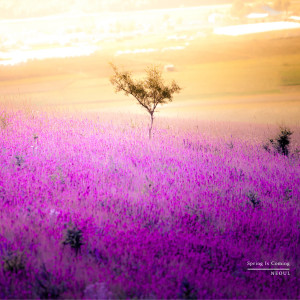 Album Spring Is Coming from 너울 (Neoul)