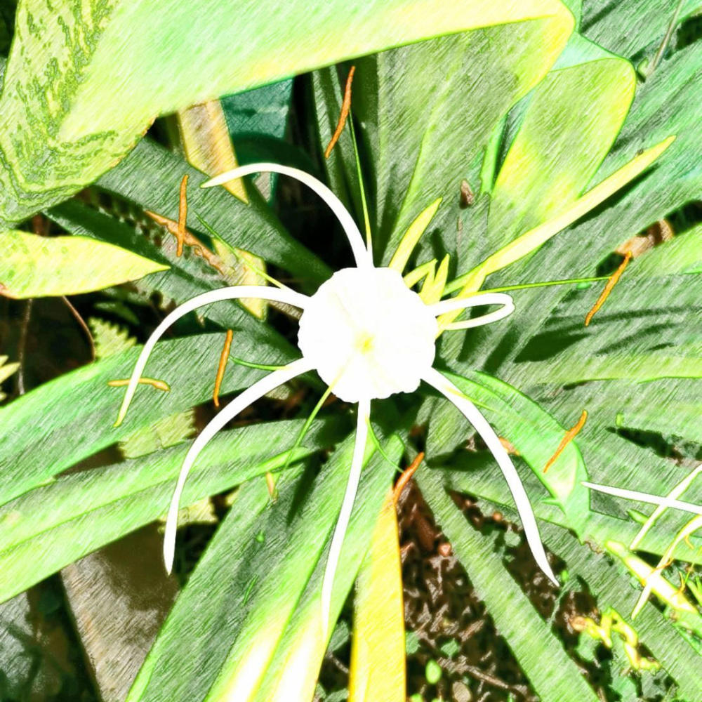 The Last Flower From The Blue Star