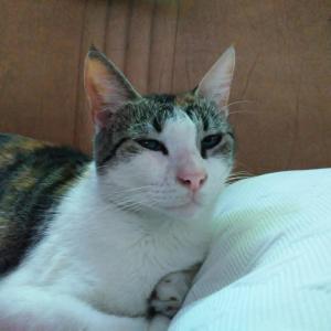 Dengarkan ceguera lagu dari Ceci dengan lirik
