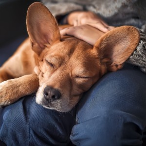 อัลบัม Orchestra Of Gentle Paws: Calming Symphonies For Dogs ศิลปิน Blissful sounds