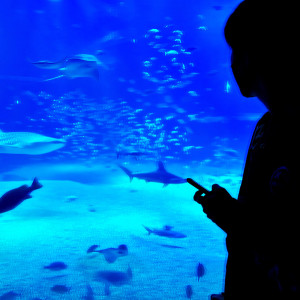 ดาวน์โหลดและฟังเพลง alone พร้อมเนื้อเพลงจาก Trn