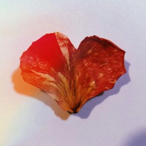收聽SoMo的Wild Heart歌詞歌曲