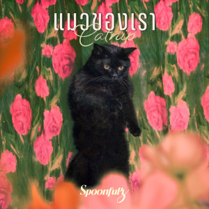 Listen to แมวของเรา (Catnip) song with lyrics from Spoonfulz