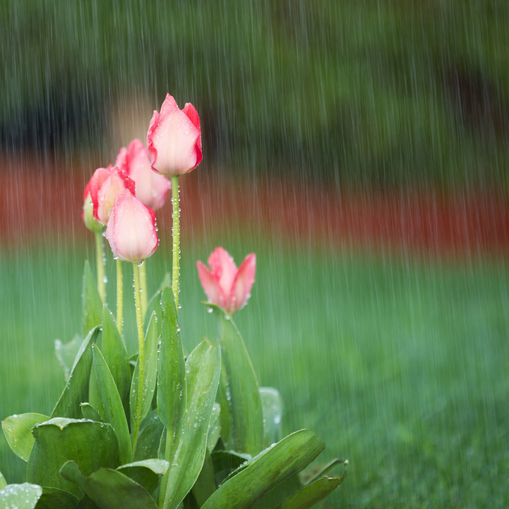 Musical Rain in Melodies Petrichor