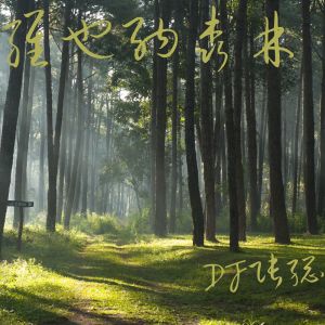 Album 维也纳森林 from DJ张总