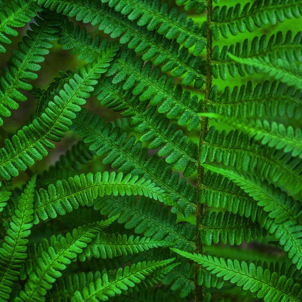 Samoa