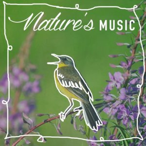 ดาวน์โหลดและฟังเพลง Winding Waters พร้อมเนื้อเพลงจาก Nature Sounds Nature Music