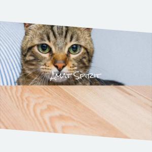 收聽Todo Camil的Coinsure歌詞歌曲