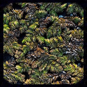 landlooper的专辑seaweed