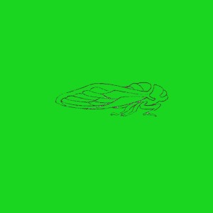 Album Cicada oleh MASH
