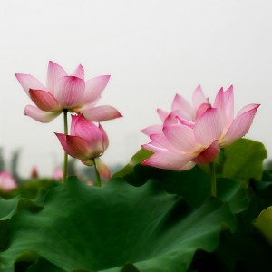 Listen to 香香林家村 (完整版) song with lyrics from 艺博