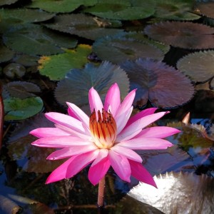 ดาวน์โหลดและฟังเพลง Ya Khoiro Hadi พร้อมเนื้อเพลงจาก Guru Sekumpul