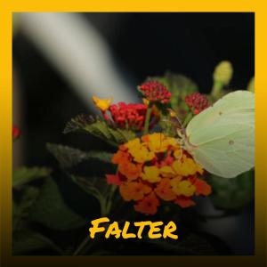 Listen to Transmitter song with lyrics from Rele Neno