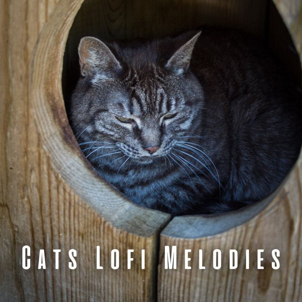 Cat-titude Lofi Vibes