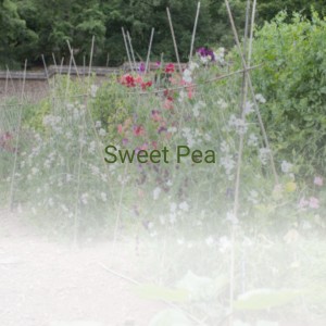 ดาวน์โหลดและฟังเพลง Sweet Pea พร้อมเนื้อเพลงจาก Tommy Roe